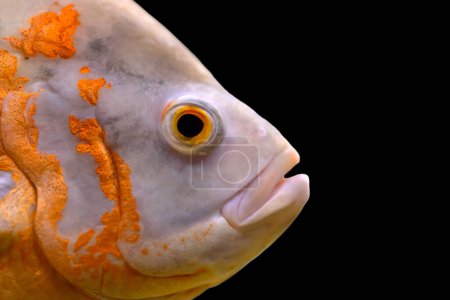 Foto de Uno de los peces más famosos de los acuarios. Astronotus ocellatus. Fondo negro. (Oscar Cichlid) - Imagen libre de derechos