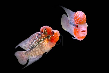 One of the most interesting fish.  Flowerhorn. Black background. 