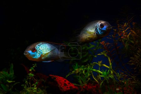 Photo for Artistic underwater creatures. Underwater world. Dark background. - Royalty Free Image