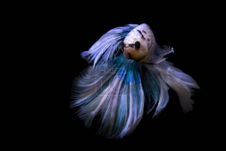 Téléchargez les photos : Un poisson betta avec beaucoup de détails et de couleurs. Fond noir. - en image libre de droit