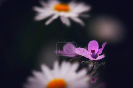 Nahaufnahme Foto einer Blume. Lysimachia monelli. Schwarzer Hintergrund.