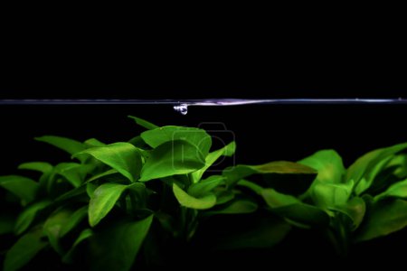 A plant that can grow in water. Anubias nana petite. Black background. 
