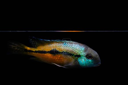 Téléchargez les photos : Photographie d'un poisson aux couleurs magnifiques, photographié esthétiquement. Nicaguense Cichlidé (Hypsophys Nicraguensis)) - en image libre de droit
