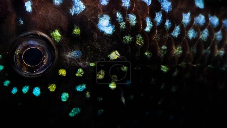 Nahaufnahme eines Fisches. Rocio Octofasciata (Jack Dempsey). Schwarzer Hintergrund.