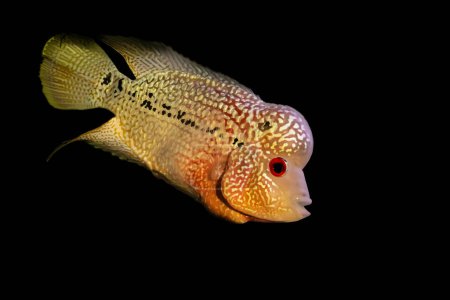 Téléchargez les photos : Un des poissons les plus intéressants. Flowerhorn. Fond noir. - en image libre de droit