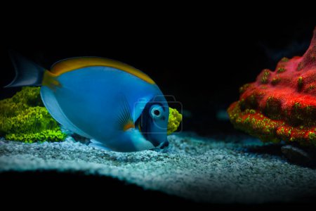 One of the most interesting fish underwater. Powder Blue Tang. Acanthurus leucosternon. Nature background.