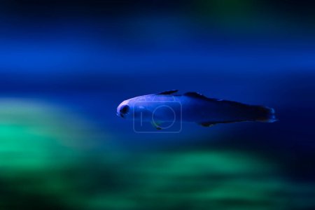 Firefish de natation. fond bleu nature. 