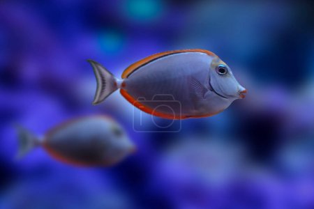 Naso Lituratus. Orange spine unicornfish. Blue water background.