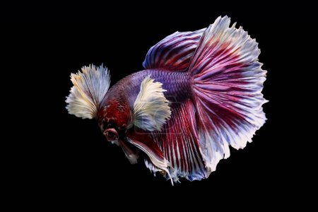 Téléchargez les photos : Un poisson betta avec beaucoup de détails et de couleurs. Fond noir. - en image libre de droit