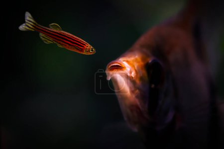 Danio Rerio y Pterophyllum (pez ángel). Fondo de naturaleza oscura.