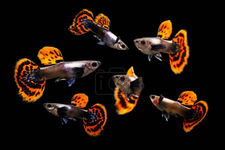 The guppy Poecilia reticulata. Isolated images. Black background.