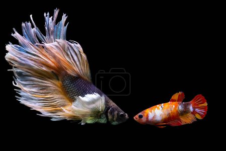 Téléchargez les photos : Betta poisson avec ses couleurs merveilleuses. Fond noir. Betta splendens. - en image libre de droit