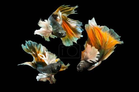 Téléchargez les photos : Betta poisson avec ses couleurs merveilleuses. Fond noir. Betta splendens. - en image libre de droit