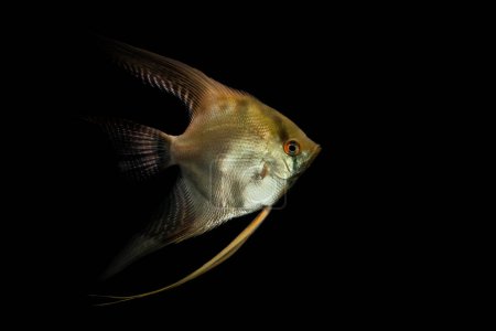 Téléchargez les photos : Angelfish nage sous une lumière douce. Fond noir. - en image libre de droit