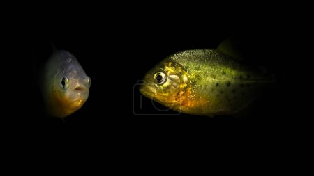 Téléchargez les photos : Piranha Fish. Fond d'eau sombre. - en image libre de droit