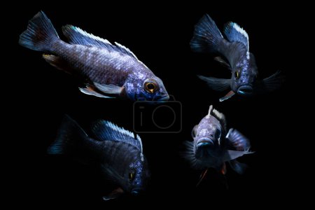 Téléchargez les photos : Des poissons d'eau douce. Sciaenochromis fryeri. Fond noir. - en image libre de droit