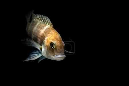 Téléchargez les photos : Des poissons d'aquarium. Cichlide. Fond sombre. - en image libre de droit