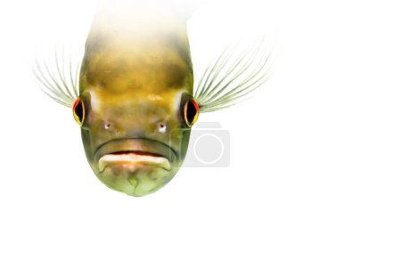 Téléchargez les photos : Un des poissons les plus célèbres dans les aquariums. Astronotus ocellatus. Fond blanc. (Oscar Cichlid) - en image libre de droit