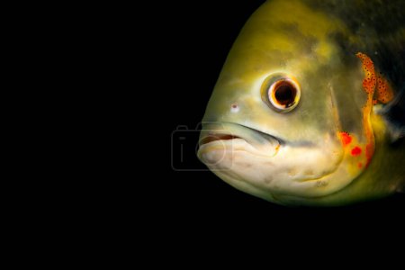 Un des poissons les plus célèbres dans les aquariums. Astronotus ocellatus. Fond noir. (Oscar Cichlid)