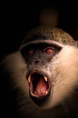 A screaming vervet monkey. Dark. background. Monkey portrait. 