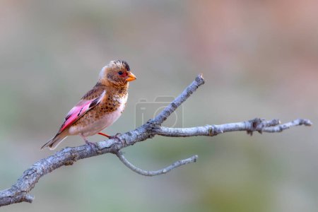 El euroasiático Crimson alado Finch. Rhodopechys sanguineus. Fondo de naturaleza. 