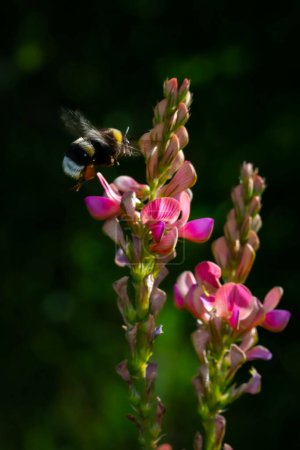 Sainfoin común y abeja Bumble. Onobrychis viciifolia. Fondo de naturaleza.  