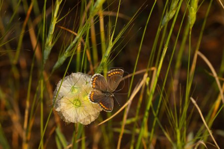 Schmetterling. Aricia agestis Brown Argus. Hintergrund Natur. 