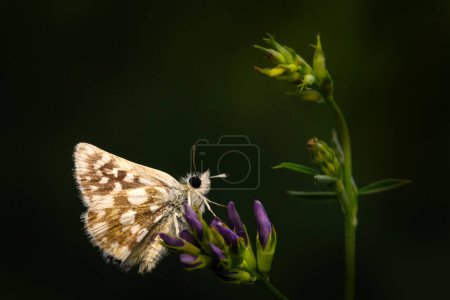Butterfly. Spialia orbifer. Orbed Red underwing Skipper. Nature background. 