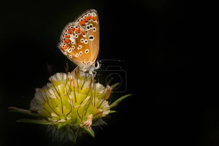 Butterfly. Aricia agestis Brown Argus. Nature background. 