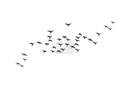 Téléchargez les photos : Des oiseaux volants. Image vectorielle. Fond blanc. - en image libre de droit