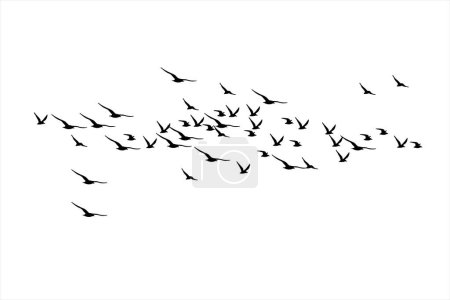 Téléchargez les illustrations : Oiseaux volant avec une répartition naturelle. Images vectorielles. Fond blanc. - en licence libre de droit