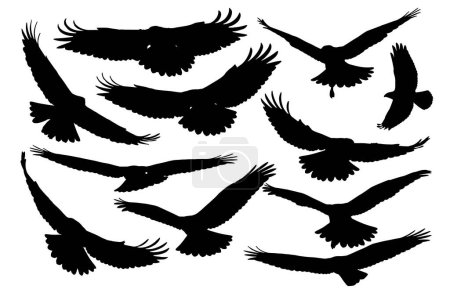 Téléchargez les illustrations : Oiseaux vecteurs de proies avec différentes images de vol étonnantes. Fond blanc. - en licence libre de droit