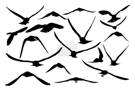 Téléchargez les illustrations : Des faucons volants. Images vectorielles. Fond blanc. - en licence libre de droit