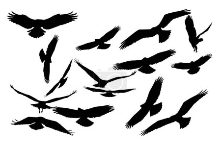 Téléchargez les illustrations : Des oiseaux de proie volants. Images vectorielles. Fond blanc. - en licence libre de droit