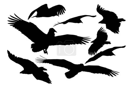 Téléchargez les illustrations : Les vautours volent différemment les uns des autres. Images vectorielles. - en licence libre de droit