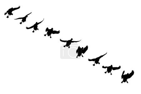Ilustración de Patos voladores. Pájaros vectores naturales. Bacgrund blanco. - Imagen libre de derechos