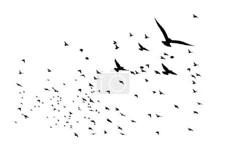 Ilustración de Pájaros volando en una vista natural. Imágenes vectoriales. Fondo blanco. - Imagen libre de derechos
