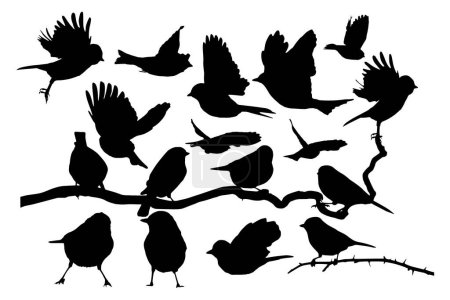 Illustration for Songbirds. Vector images. White background. - Royalty Free Image