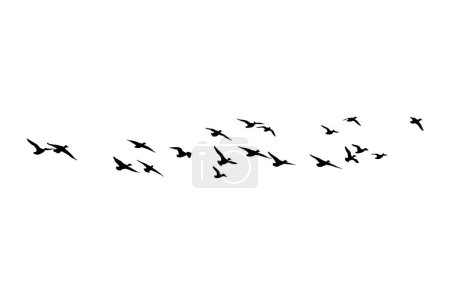 Ilustración de Pájaros voladores. Imágenes vectoriales. Fondo blanco. - Imagen libre de derechos