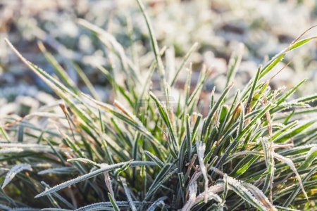 Téléchargez les photos : Herbe givrée sur les promenades hivernales avec des champs ouverts en arrière-plan - en image libre de droit