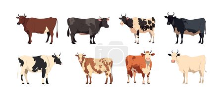 Illustration for Cow, farm animal set flat cartoon isolated on white background. Vector isolated illustration - Royalty Free Image