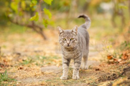 Téléchargez les photos : Beau chat gris tabby marchant sur la nature dans le vignoble, animal de compagnie en automne, scène rurale - en image libre de droit