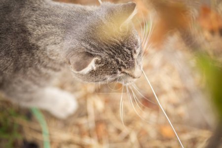 Téléchargez les photos : Chat gris tabby marchant sur la nature, animal de compagnie en automne, scène rurale - en image libre de droit