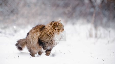 Photo for Cute fluffy Siberian cat walking outdoors in winter rural yard, pet standing in the snow with raised up paw to save heat, animal instinctive wisdom concept - Royalty Free Image