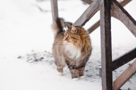 Téléchargez les photos : Beau chat sibérien pelucheux marchant à l'extérieur dans la cour rurale sur fond de neige blanche, animaux de compagnie sur la scène rurale nature hivernale - en image libre de droit