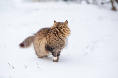 Photo for Cute fluffy Siberian cat walking outdoors in winter rural yard, pet standing in the snow with raised up paw to save heat, animal instinctive wisdom concept - Royalty Free Image