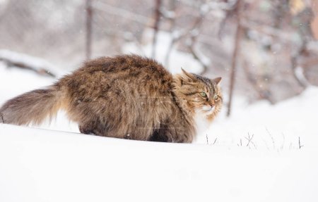 Téléchargez les photos : Beau chat sibérien pelucheux marchant à l'extérieur dans la cour rurale sur fond de neige blanche, animaux de compagnie sur la scène rurale nature hivernale - en image libre de droit
