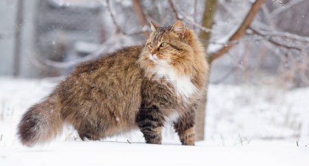 Téléchargez les photos : Portrait de beau chat dans le jardin d'hiver, chat sibérien moelleux marchant dans la cour rurale sur fond de neige blanche, animaux de compagnie sur la nature - en image libre de droit