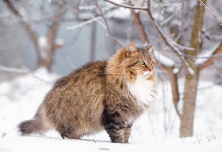 Téléchargez les photos : Portrait de beau chat dans le jardin d'hiver, chat sibérien moelleux marchant dans la cour rurale sur fond de neige blanche, animaux de compagnie sur la nature - en image libre de droit