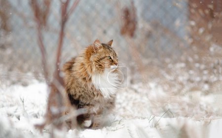 Photo for Cute fluffy Siberian cat walking outdoors in winter rural yard, pet sitting in the snow with raised up paw to save heat, animal instinctive wisdom concept - Royalty Free Image
